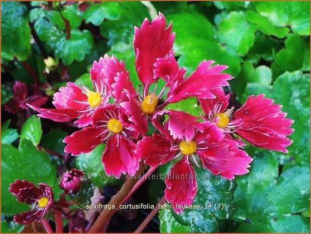 Saxifraga cortusifolia 'Beni Tsukasa' | Steenbreek