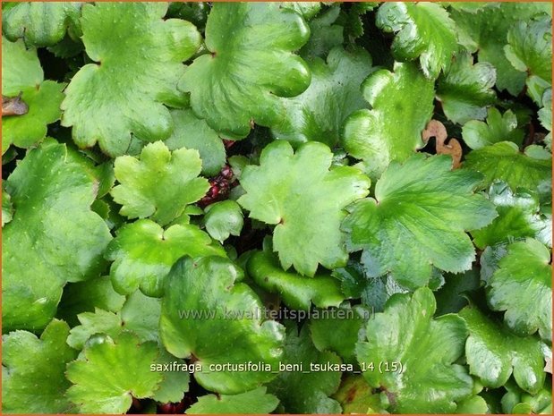 Saxifraga cortusifolia 'Beni Tsukasa' | Steenbreek