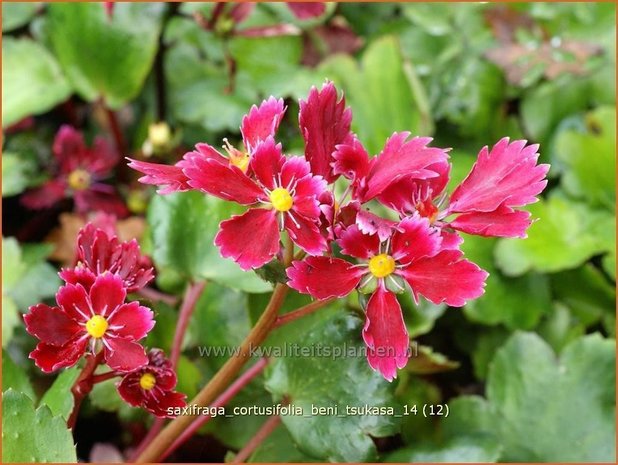 Saxifraga cortusifolia 'Beni Tsukasa' | Steenbreek