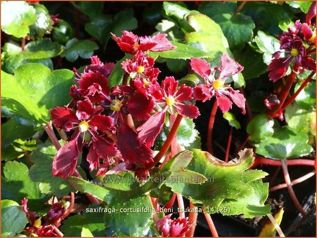 Saxifraga cortusifolia 'Beni Tsukasa' | Steenbreek