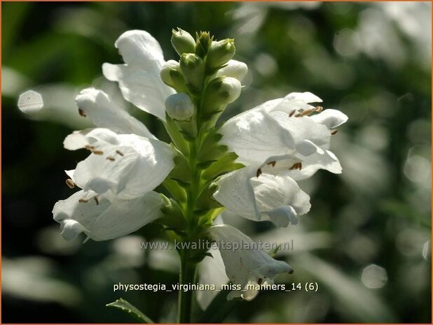 Physostegia virginiana 'Miss Manners' | Scharnierbloem, Scharnierplant