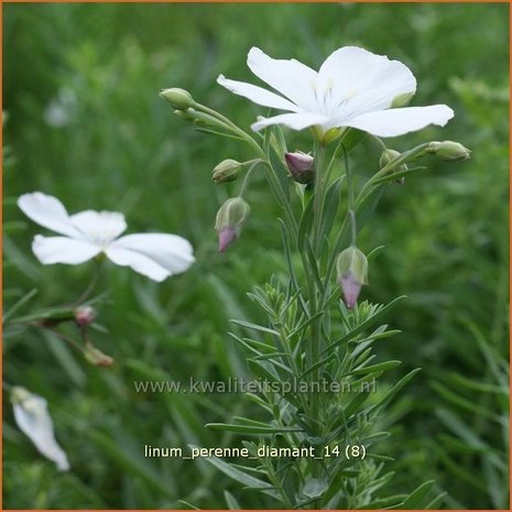 Linum perenne 'Diamant' | Vlas