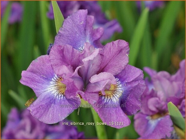Iris sibirica 'Rosy Bows' | Siberische iris, Lis, Iris | Sibirische Schwertlilie