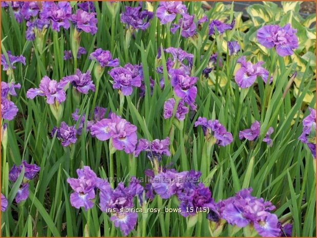 Iris sibirica 'Rosy Bows' | Siberische iris, Lis, Iris | Sibirische Schwertlilie