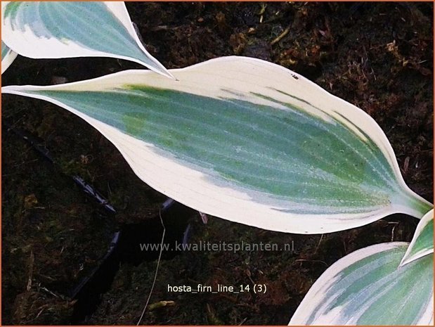 Hosta 'Firn Line' | Hartlelie, Funkia