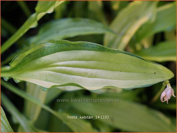 Hosta 'Kabitan' | Hosta, Hartlelie, Funkia | Funkie