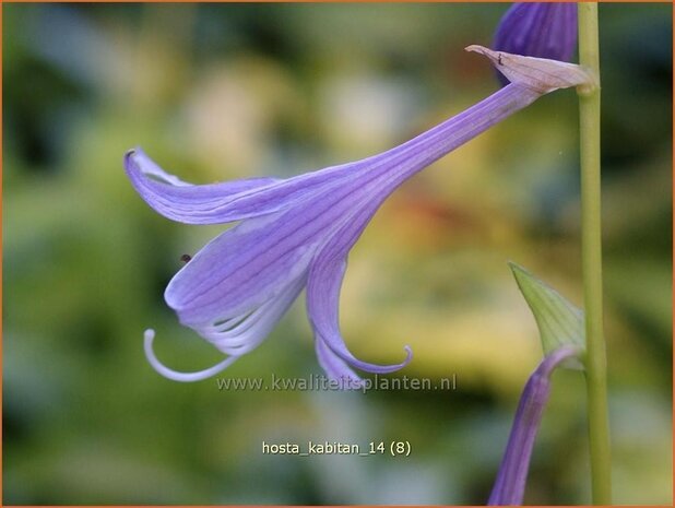 Hosta 'Kabitan' | Hosta, Hartlelie, Funkia | Funkie