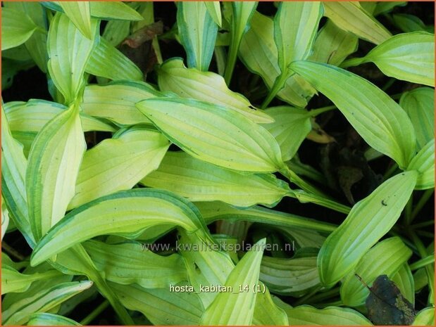 Hosta 'Kabitan' | Hosta, Hartlelie, Funkia | Funkie