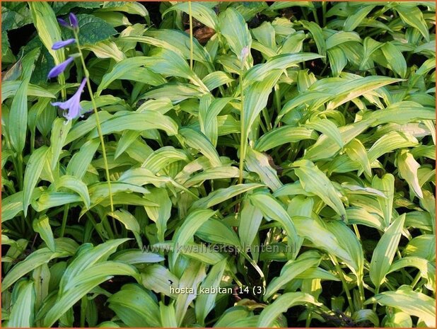 Hosta 'Kabitan' | Hosta, Hartlelie, Funkia | Funkie