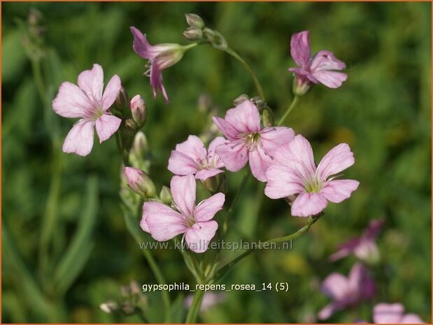 Gypsophila repens 'Rosea' | Gipskruid, Kruipende gipskruid