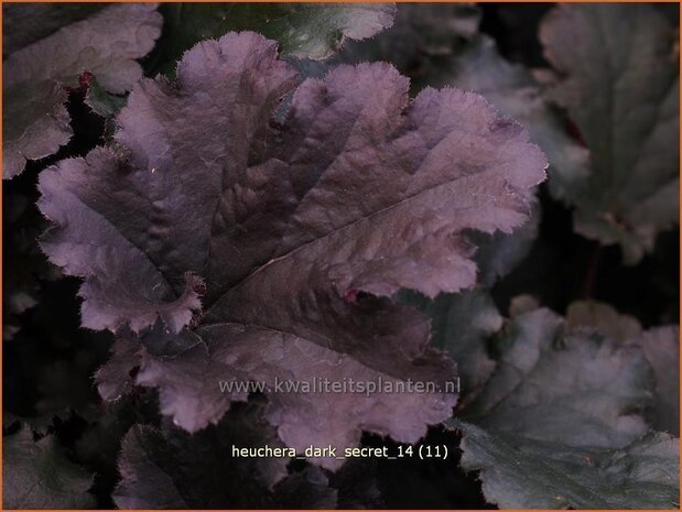 Heuchera 'Dark Secret' | Purperklokje