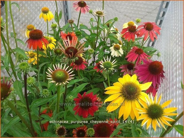 Echinacea purpurea 'Cheyenne Spirit' | Zonnehoed