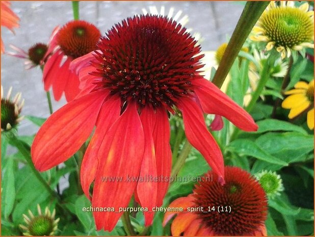 Echinacea purpurea 'Cheyenne Spirit' | Zonnehoed