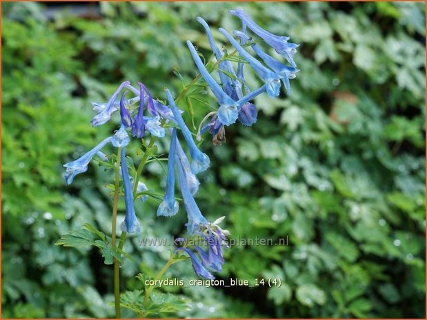 Corydalis &#39;Craigton Blue&#39; | Helmbloem | Lerchensporn