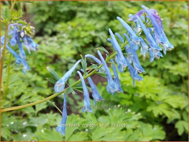 Corydalis &#39;Craigton Blue&#39; | Helmbloem | Lerchensporn