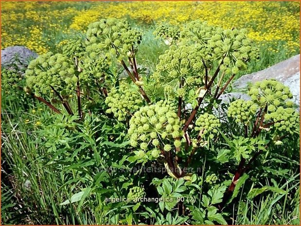 Angelica archangelica | Engelwortel