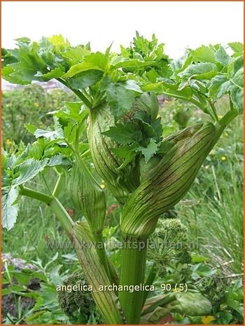 Angelica archangelica | Engelwortel