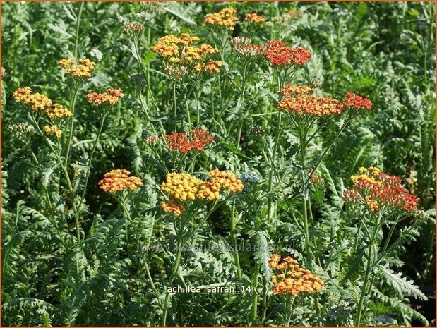 Achillea 'Safran' | Duizendblad