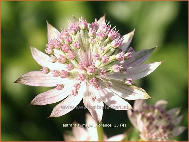 Astrantia major 'Florence' | Zeeuws knoopje