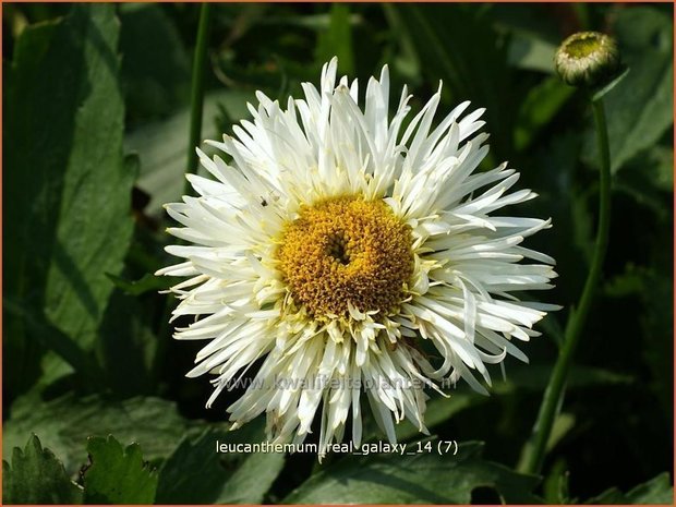Leucanthemum 'Real Galaxy' | Margriet