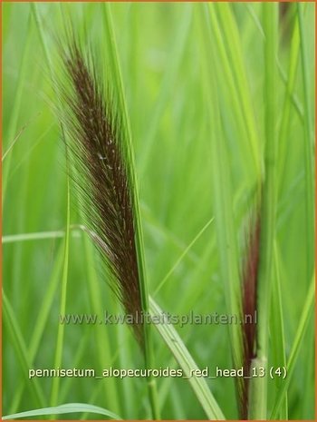 Pennisetum alopecuroides 'Red Head' | Lampenpoetsersgras