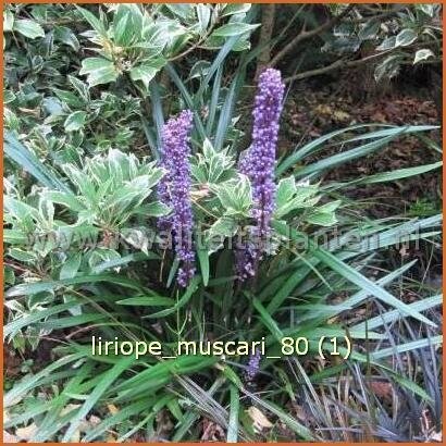 Liriope muscari | Leliegras