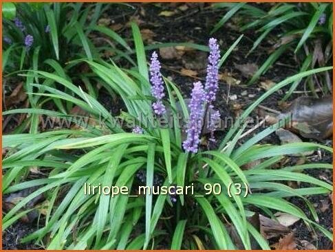 Liriope muscari | Leliegras