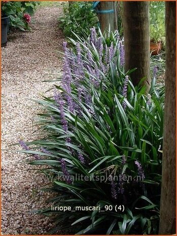 Liriope muscari | Leliegras