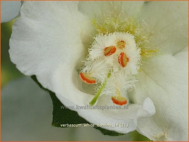 Verbascum 'White Domino' | Toorts