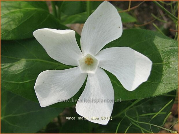 Vinca major 'Alba' | Grote maagdenpalm