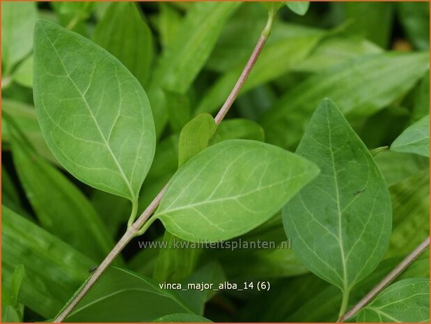 Vinca major 'Alba' | Grote maagdenpalm