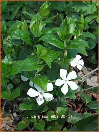 Vinca major 'Alba' | Grote maagdenpalm