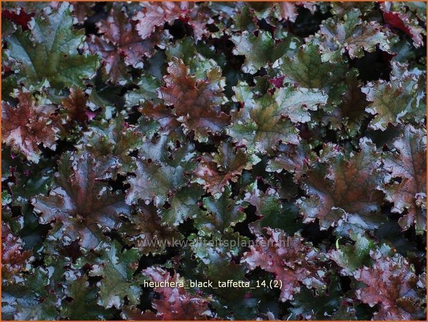 Heuchera 'Black Taffetta' | Purperklokje