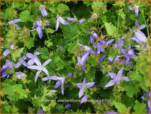 Campanula poscharskyana 'Blauranke' | Klokjesbloem