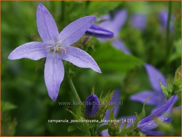 Campanula poscharskyana 'Blauranke' | Klokjesbloem