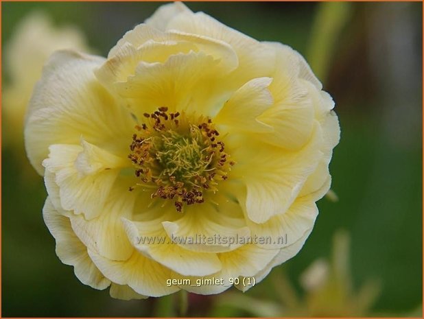 Geum 'Gimlet' | Nagelkruid | Nelkenwurz