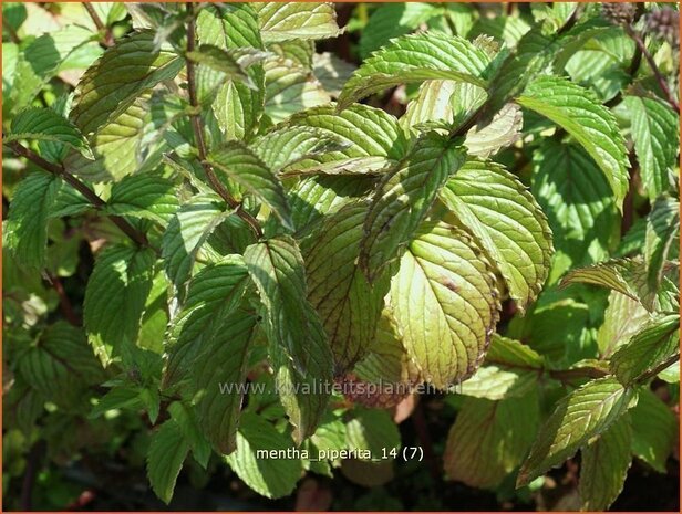 Mentha piperita | Bastaardmelisse, Pepermunt, Munt