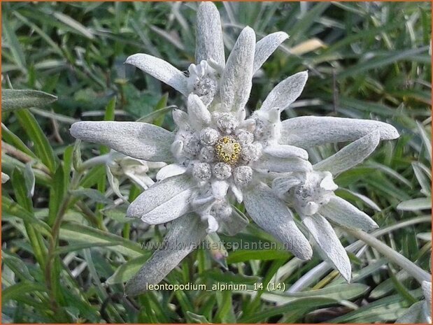 Leontopodium alpinum | Edelweiss