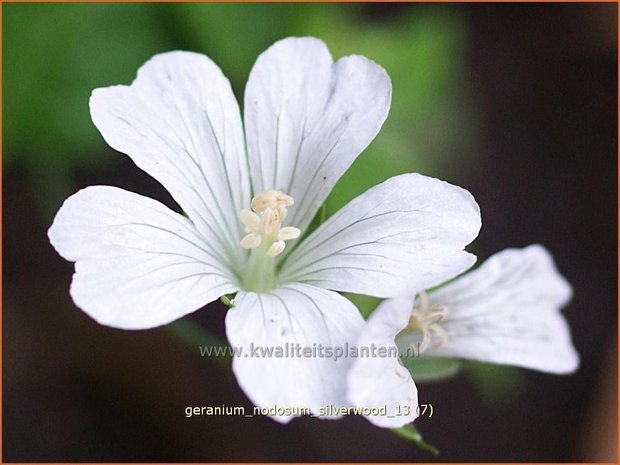 Geranium nodosum 'Silverwood' | Knopige ooievaarsbek, Ooievaarsbek, Tuingeranium | Bergwald-Storchschnabel