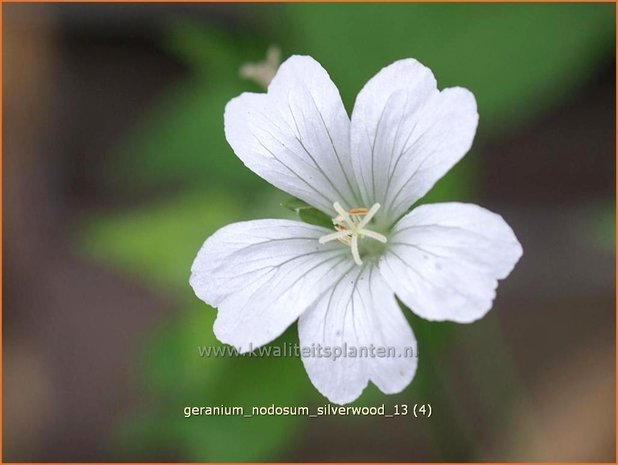 Geranium nodosum 'Silverwood' | Knopige ooievaarsbek, Ooievaarsbek, Tuingeranium | Bergwald-Storchschnabel