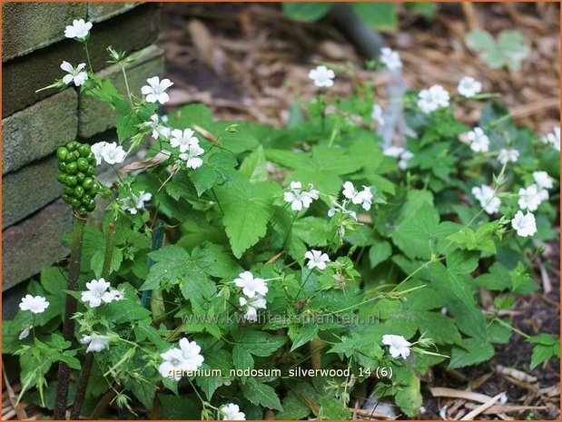 Geranium nodosum 'Silverwood' | Knopige ooievaarsbek, Ooievaarsbek, Tuingeranium | Bergwald-Storchschnabel