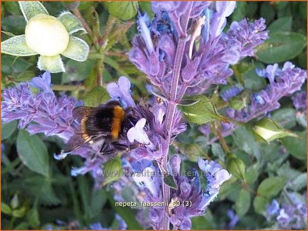 Nepeta faassenii | Grijs kattenkruid, Kattenkruid | Blaue Katzenminze