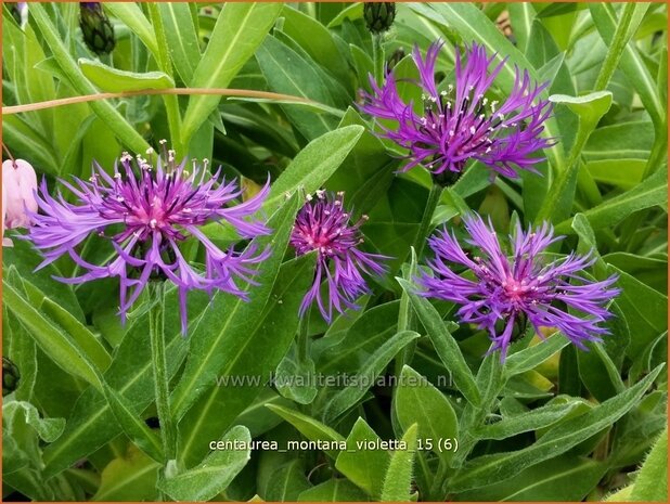 Centaurea montana 'Violetta' | Bergcentaurie, Korenbloem, Centaurie