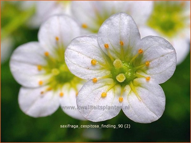 Saxifraga cespitosa 'Findling' | Steenbreek, Mossteenbreek