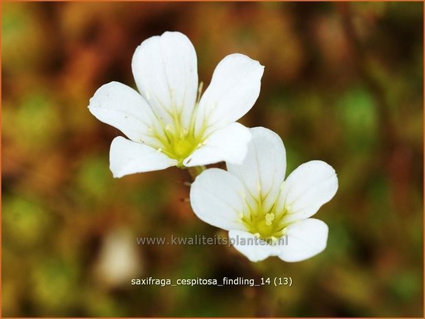 Saxifraga cespitosa 'Findling' | Steenbreek, Mossteenbreek