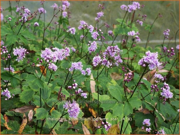 Thalictrum actaeifolium 'Perfume Star' | Ruit