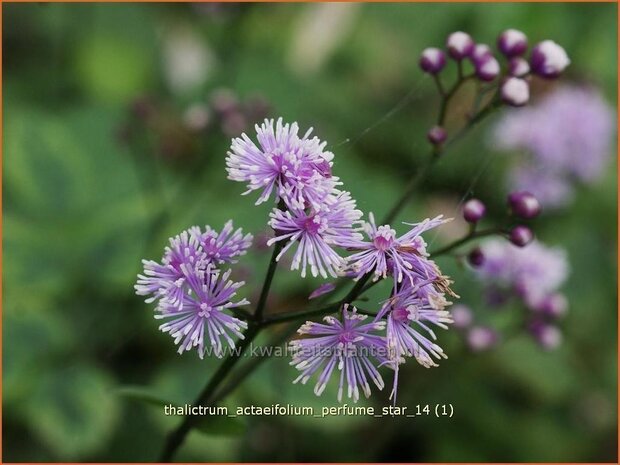Thalictrum actaeifolium 'Perfume Star' | Ruit