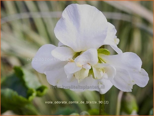 Viola odorata 'Comte de Brazza' | Maarts viooltje, Viooltje