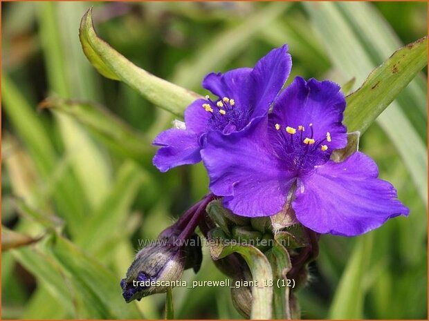 Tradescantia 'Purewell Giant' | Eendagsbloem, Vaderplant, Matrozensla | Dreimasterblume