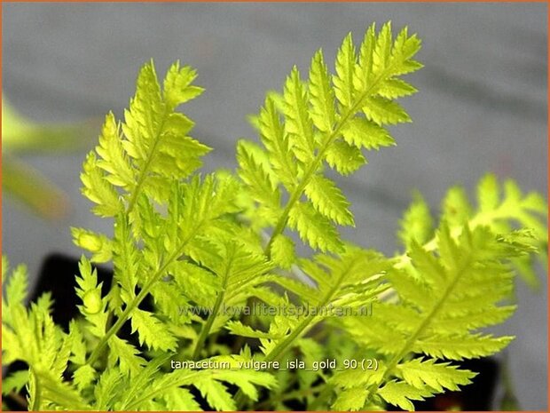 Tanacetum vulgare 'Isla Gold' | Boerenwormkruid, Wormkruid